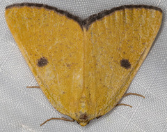 Hesperumia fumosaria