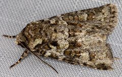 Lacinipolia