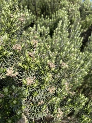 Ozothamnus turbinatus
