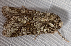 Lacinipolia