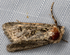 Lacinipolia