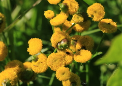 Rhopalomyia tanaceticola