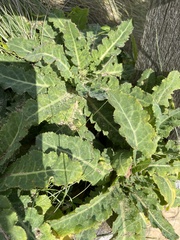 Sonchus megalocarpus