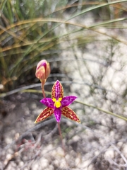 Thelymitra pulcherrima