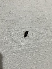 Harpalus pensylvanicus