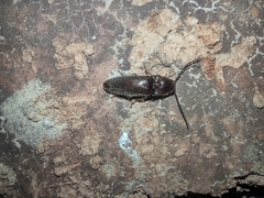 Elateroidea