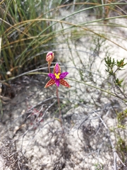 Thelymitra pulcherrima