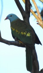 Ptilinopus magnificus