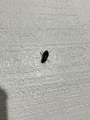 Harpalus pensylvanicus