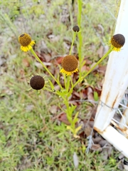 Helenium mexicanum