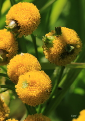 Rhopalomyia tanaceticola