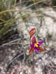 Thelymitra pulcherrima
