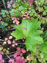 Petasites frigidus