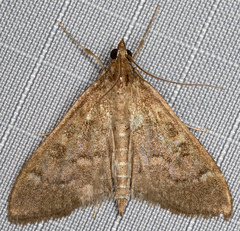 Mecyna mustelinalis