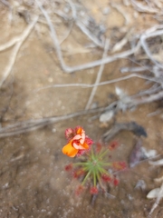 Drosera barbigera