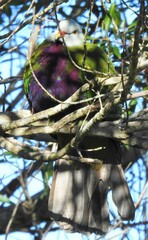 Ptilinopus magnificus