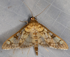 Mimorista subcostalis
