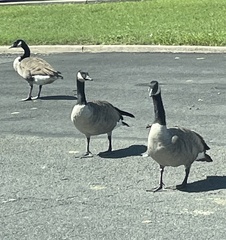 Branta canadensis
