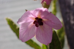 Thomasia petalocalyx