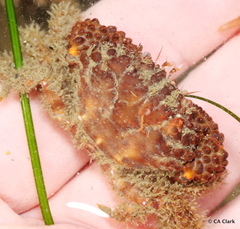 Paraxanthias taylori