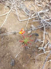 Drosera barbigera