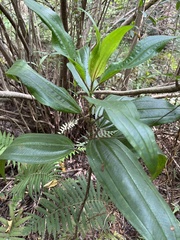 Melastoma sanguineum