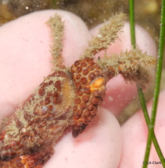 Paraxanthias taylori