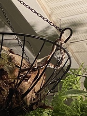 Pantherophis guttatus
