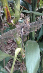 Gynacantha