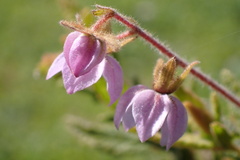 Thomasia petalocalyx
