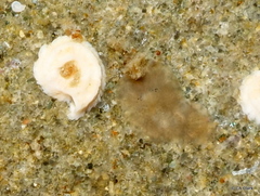 Polycladida