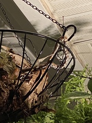 Pantherophis guttatus