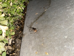 Commelina benghalensis