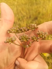 Cnidium dauricum