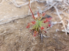 Drosera barbigera