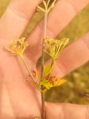 Cnidium dauricum