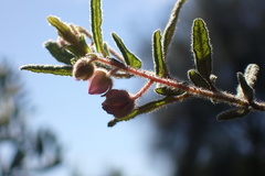 Thomasia petalocalyx