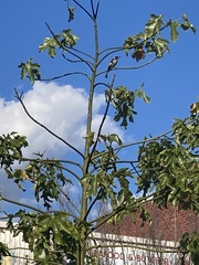 Phylidonyris novaehollandiae