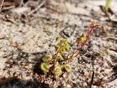 Drosera glanduligera