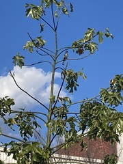 Phylidonyris novaehollandiae