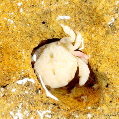 Lophopanopeus leucomanus