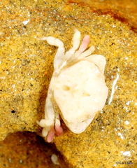 Lophopanopeus leucomanus