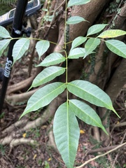 Toxicodendron succedaneum