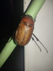 Phyllophaga