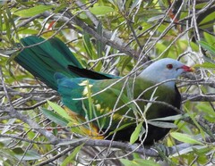 Ptilinopus magnificus