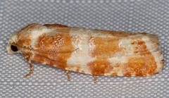 Retinia sabiniana