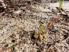 Drosera glanduligera