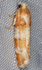 Retinia sabiniana