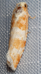 Retinia sabiniana