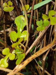 Muehlenbeckia australis